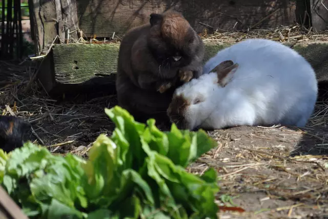 Zu Zweit ist alles schöner. | Foto: Daniela Somers