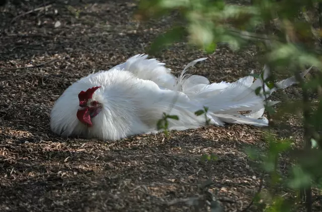 Nein, kein Kaninchen. Dieser Hahn hat sich ausgiebig auf dem Boden gewälzt und hatte sichtlich Freude an seinem Erd-Bad. | Foto: Daniela Somers