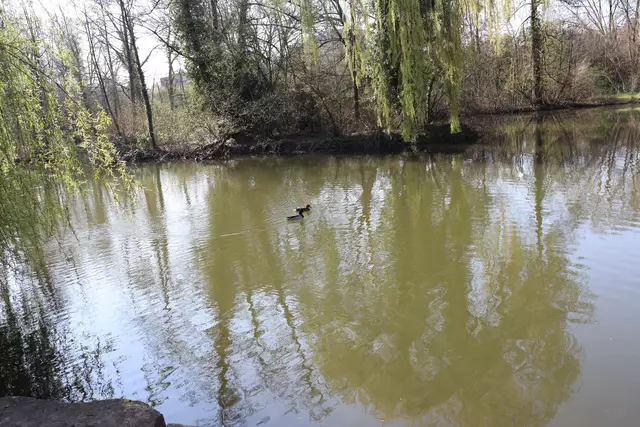 Pfühlsee mit Enten | Foto: Marga Specht