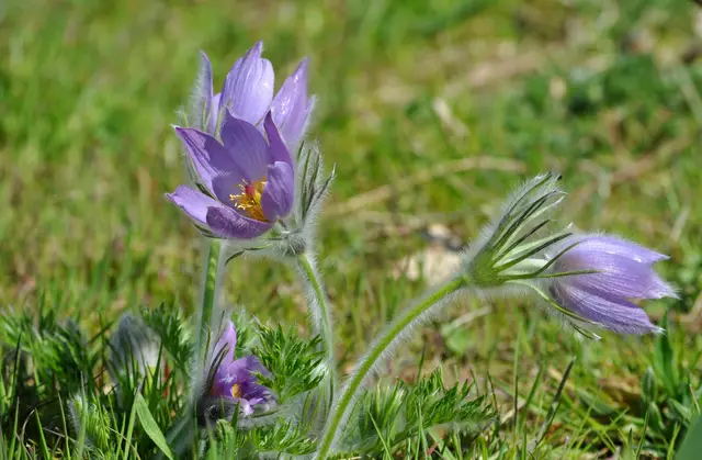 Einfach wunderschön. | Foto: Daniela Somers