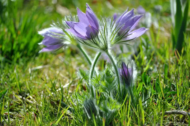 So zart. Einfach wunderschön. | Foto: Daniela Somers