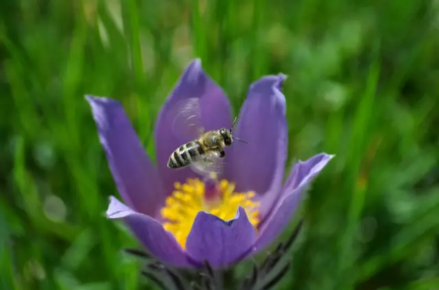 Die meisten Bienen waren wohl an den Schlehenblüten. Aber vereinzelt waren auch Bienen an den Blüten der Küchenschelle | Foto: Daniela Somers
