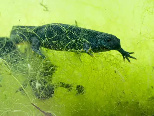 Kammmolch-Weibchen | Foto: Eigenes Bild TB