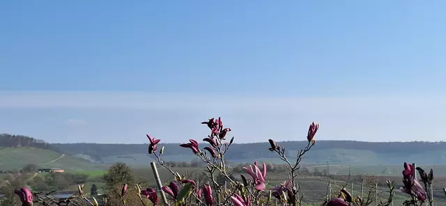 Foto: Monika Breusch