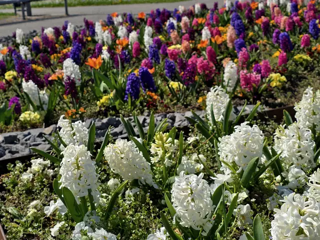 Herrlich dickfleischige Blüten. | Foto: Heidrun Rosenberger