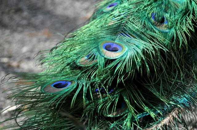 Das Federkleid des männlichen Pfaus. Die Farben schimmern je nach Lichteinfall. | Foto: Daniela Somers