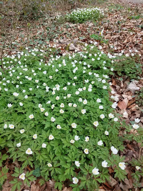 zauberhafte Blütenteppiche der zarten Buschwindröschen wohin man blickte | Foto: Foto privat