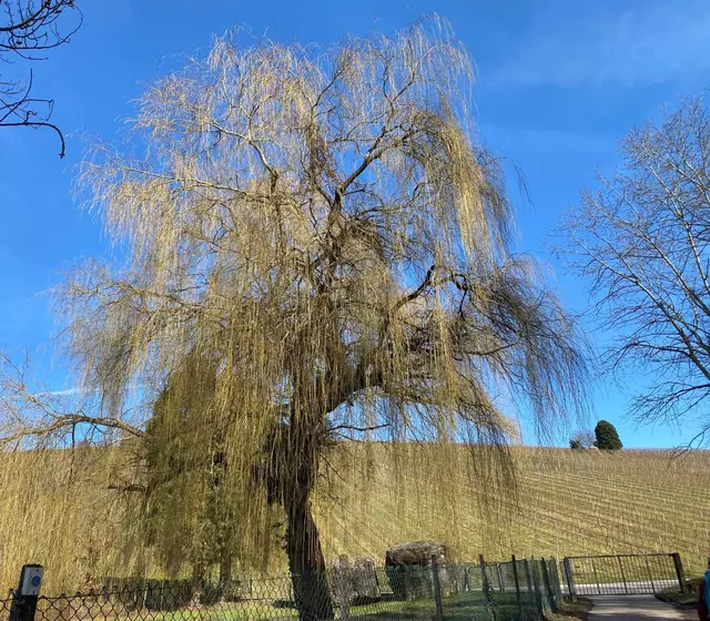 Eine wunderschöne Weide in den Weinbergen.  | Foto: Beate Bonte