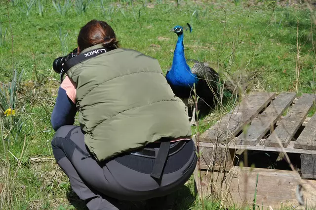 Ängstlich sind sie nicht. Dieser Pfau kam immer näher und war eher neugierig auf uns. | Foto: Daniela Somers