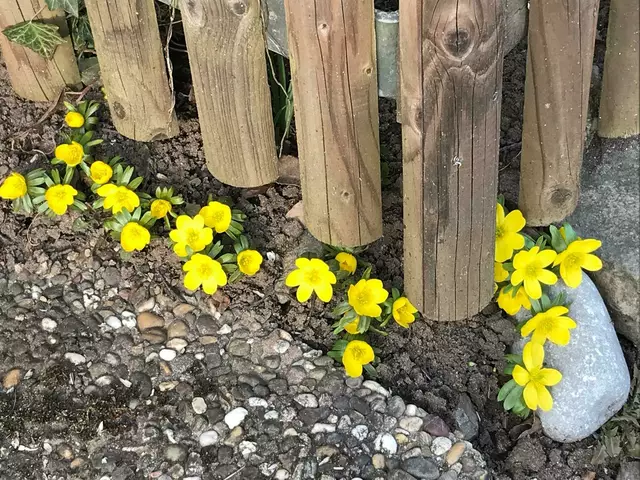 Anfang März grüßen gelbe Blümelein.  | Foto: Beate Bonte