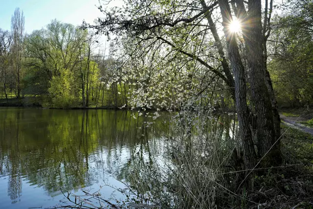 die Sonne glitzert durch blühendem Baum | Foto: Ulrich Seidel