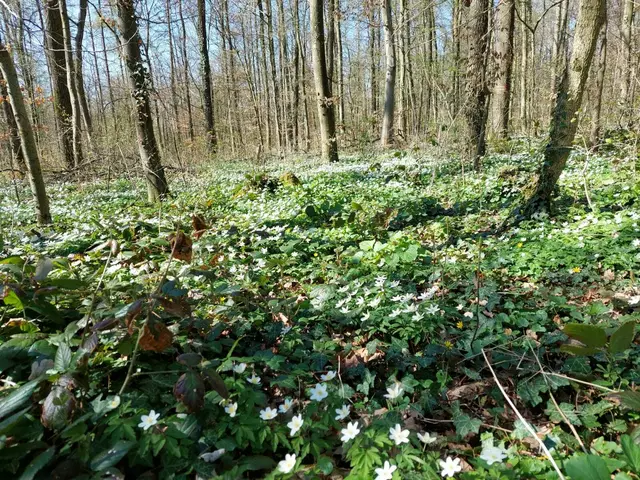 Knopfwald mit Buschwindröschen | Foto: privat