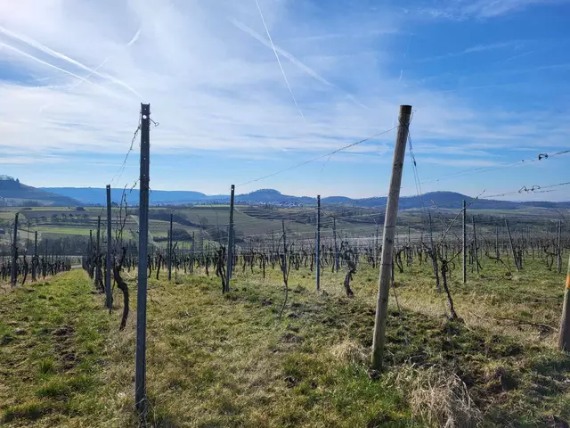 Immer wieder gibt es weite Ausblicke  | Foto: Petra Schüssler 
