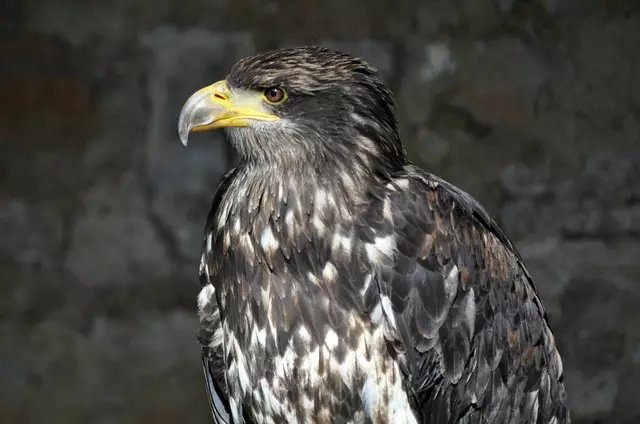 Seeadler | Foto: Daniela Somers