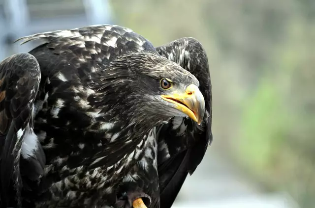 Auch der Seeadler wartet auf seinen Einsatz | Foto: Daniela Somers