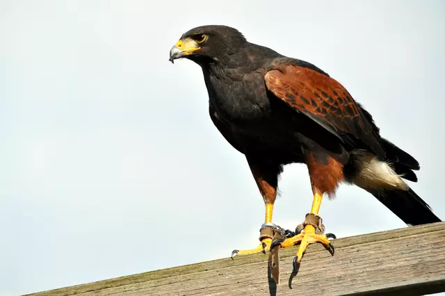 Auch ein Wüstenbussard hat uns seine Flugkünste gezeigt. | Foto: Daniela Somers