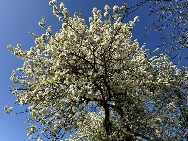 Foto: Heide Böllinger aus Bad Friedrichshall