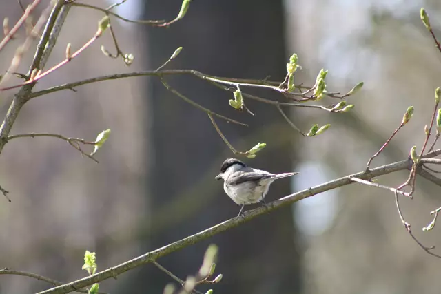 Sumpfmeise | Foto: Sarah Peters 