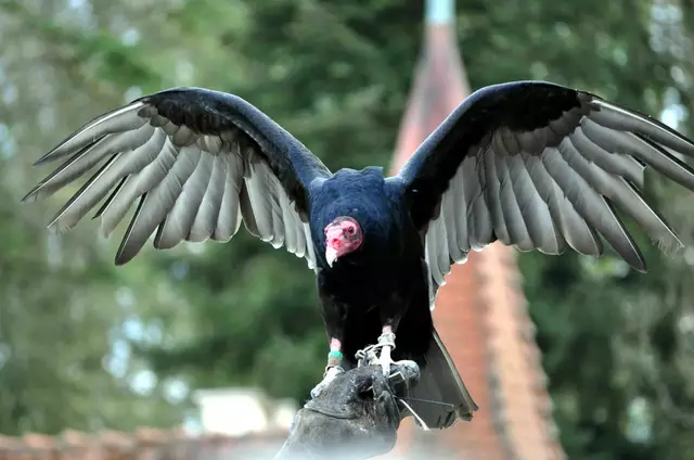 Truthahngeier auf der Hand des Falkners | Foto: Daniela Somers