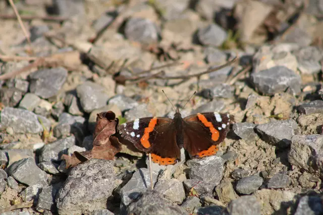 Admiral | Foto: Sarah Peters 