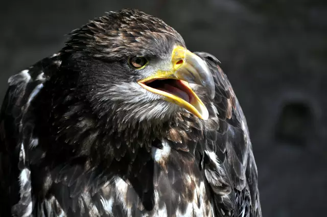 Seeadler | Foto: Daniela Somers