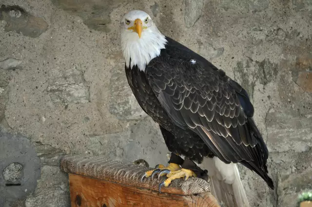 Der Weißkopfseeadler in seiner Voliere | Foto: Daniela Somers