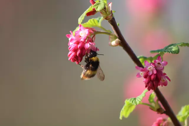 Hummel | Foto: Sarah Peters 