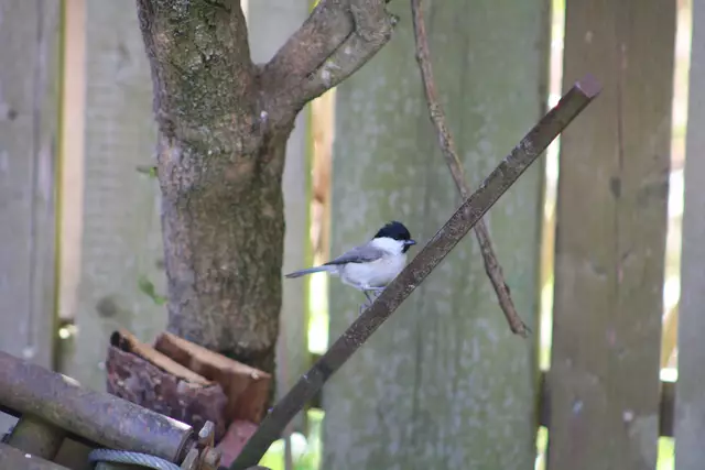 Sumpfmeise | Foto: Sarah Peters 