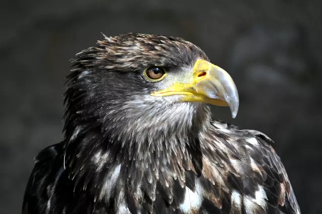 Ich konnte mich kaum satt sehen an diesen majestätischen Tieren | Foto: Daniela Somers