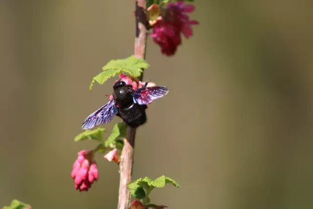 Blauschwarze Holzbiene  | Foto: Sarah Peters 