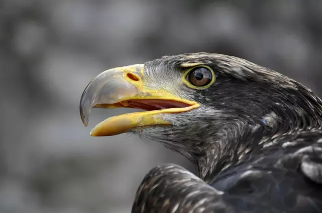 So nah kommt man den Tieren in der freien Wildbahn nicht. | Foto: Daniela Somers
