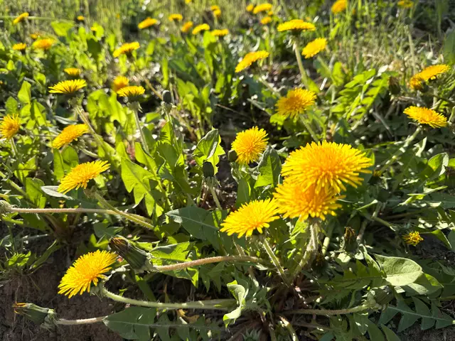 Foto: Heide Böllinger aus Bad Friedrichshall