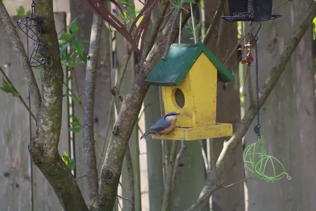 Kleiber | Foto: Sarah Peters 