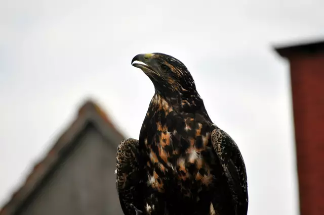 Andenbussard bei der Flugvorführung | Foto: Daniela Somers