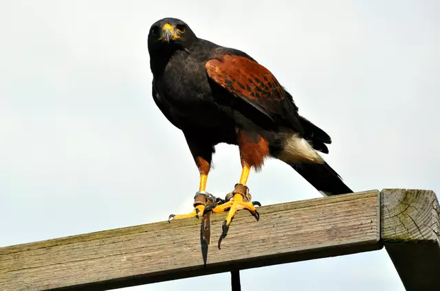 Wüstenbussard bei der Flugshow | Foto: Daniela Somers