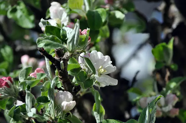 Apfelblüte | Foto: Daniela Somers