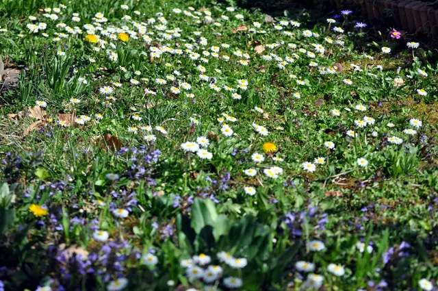 Meine wilde Wiese | Foto: Daniela Somers