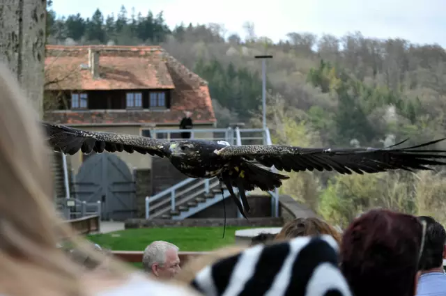Seeadler im Anflug | Foto: Daniela Somers