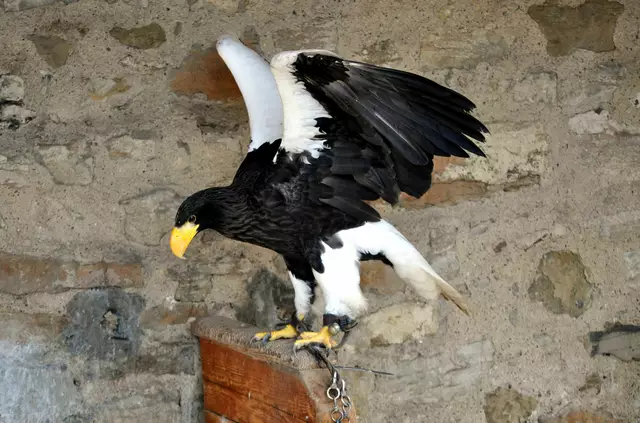 Weißkopfseeadler in seiner Voliere | Foto: Daniela Somers