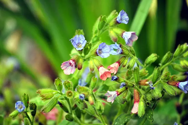 Lungenkraut | Foto: Daniela Somers