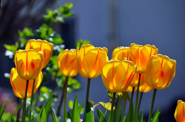Tulpen sind gerade aufgeblüht | Foto: Daniela Somers