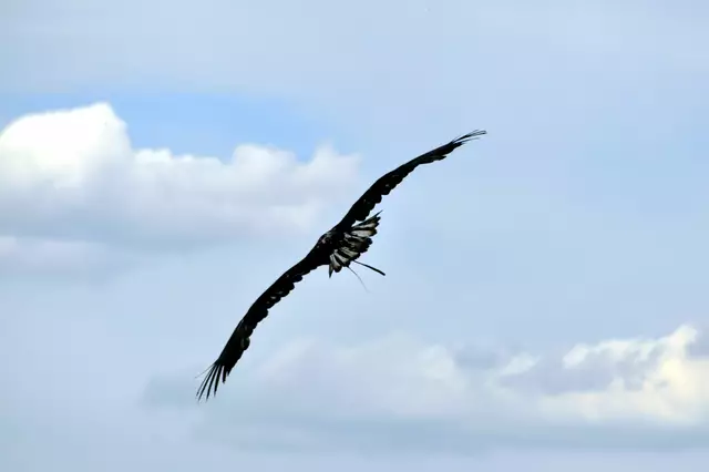 Seeadler bei der Flugvorführung | Foto: Daniela Somers