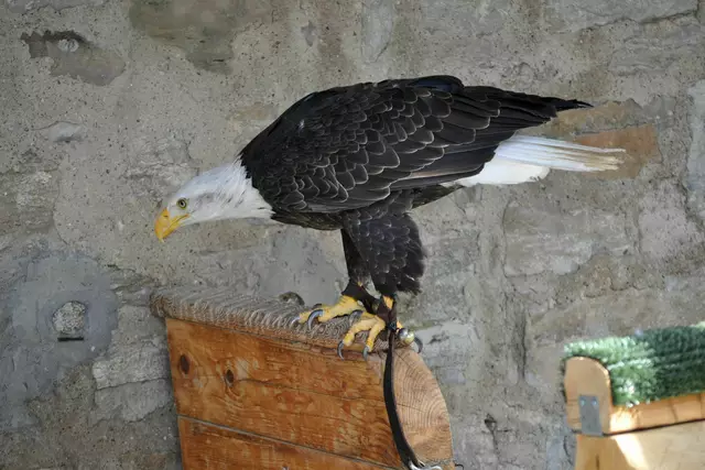 Weißkopfseeadler in seiner Voliere | Foto: Daniela Somers