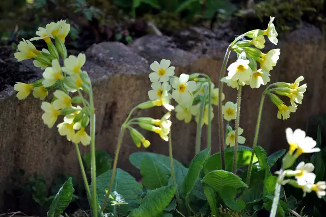 Schlüsselblumen  | Foto: Daniela Somers