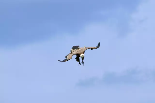 Gänsegeier bei der Flugvorführung | Foto: Daniela Somers