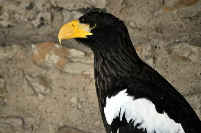 Ein Riesenseeadler in der Voliere | Foto: Daniela Somers