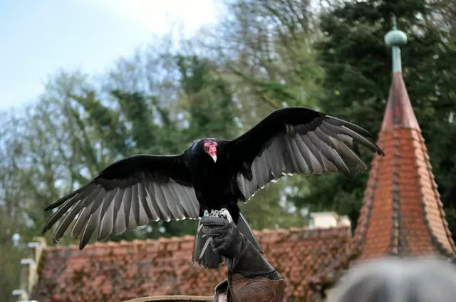 Truthahngeier auf der Falknerhand | Foto: Daniela Somers