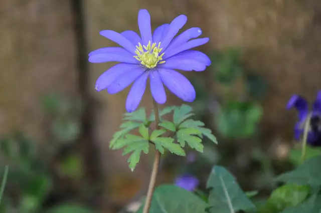 Balkan-Windröschen | Foto: Daniela Somers