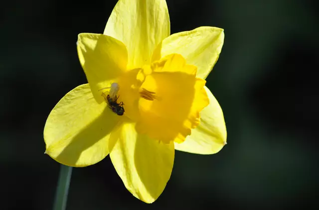 Osterglocke. Hier hat eine Veränderliche Krabbenspinne eine Biene erbeutet | Foto: Daniela Somers