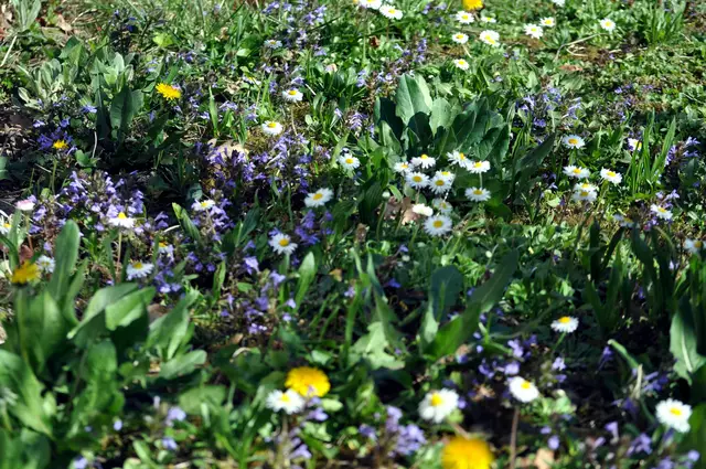 Meine wilde Wiese | Foto: Daniela Somers